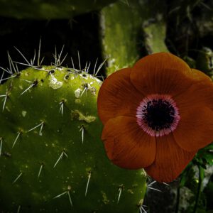 פארק רמת הנדיב