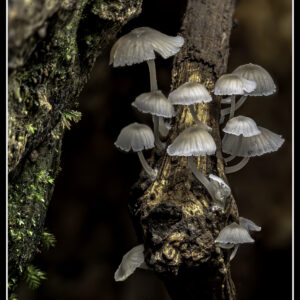 משפחת פטריות