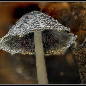 הסוד המתגלה