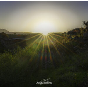 התעוררות של זהב בראשיתי